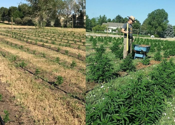 Colorado Hemp Honey Field