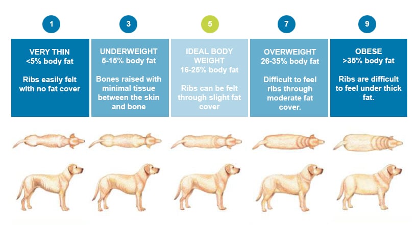 Dog Obesity Guide