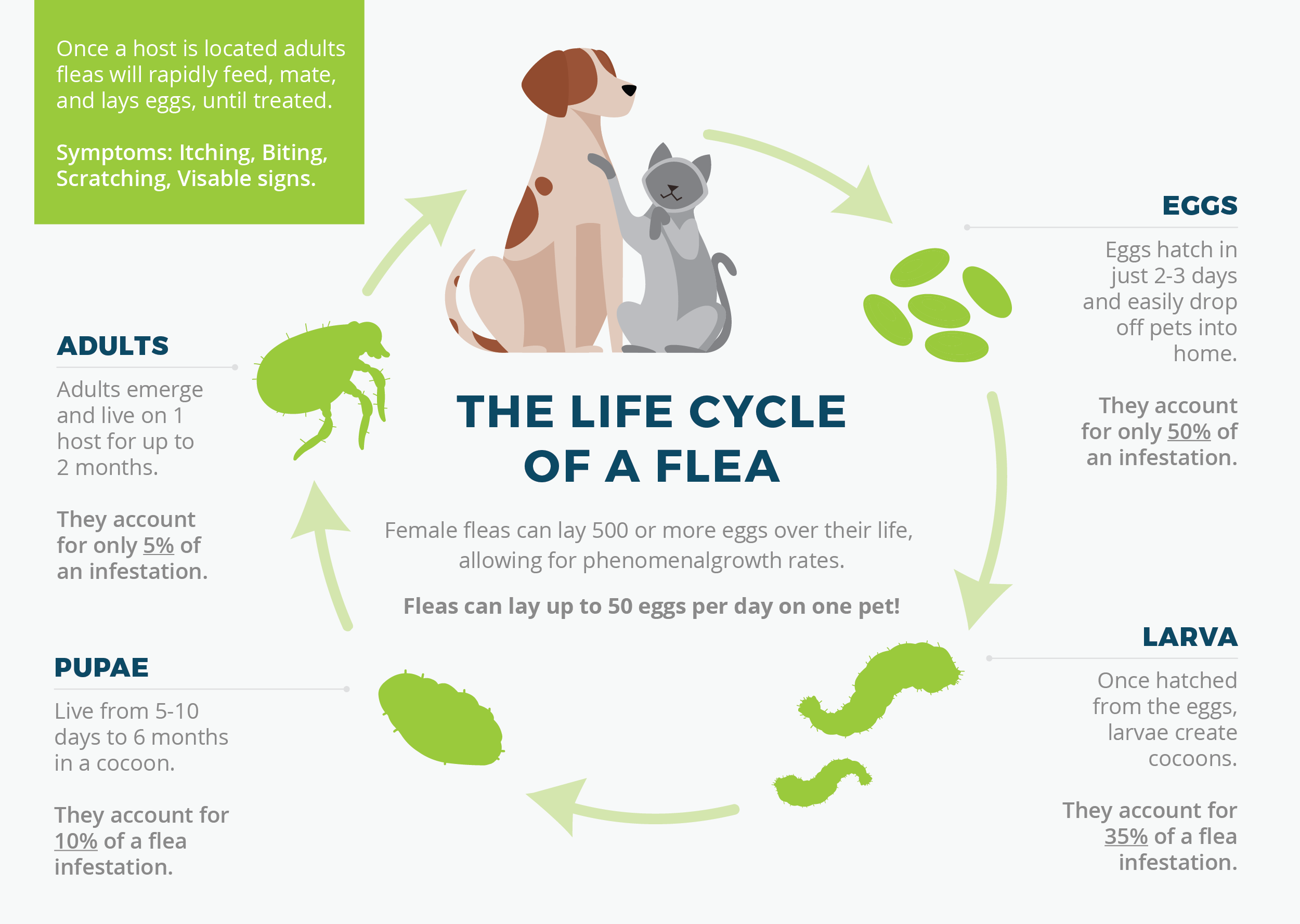 The Surprising Truth About Flea Season In Florida - vuwm5lt