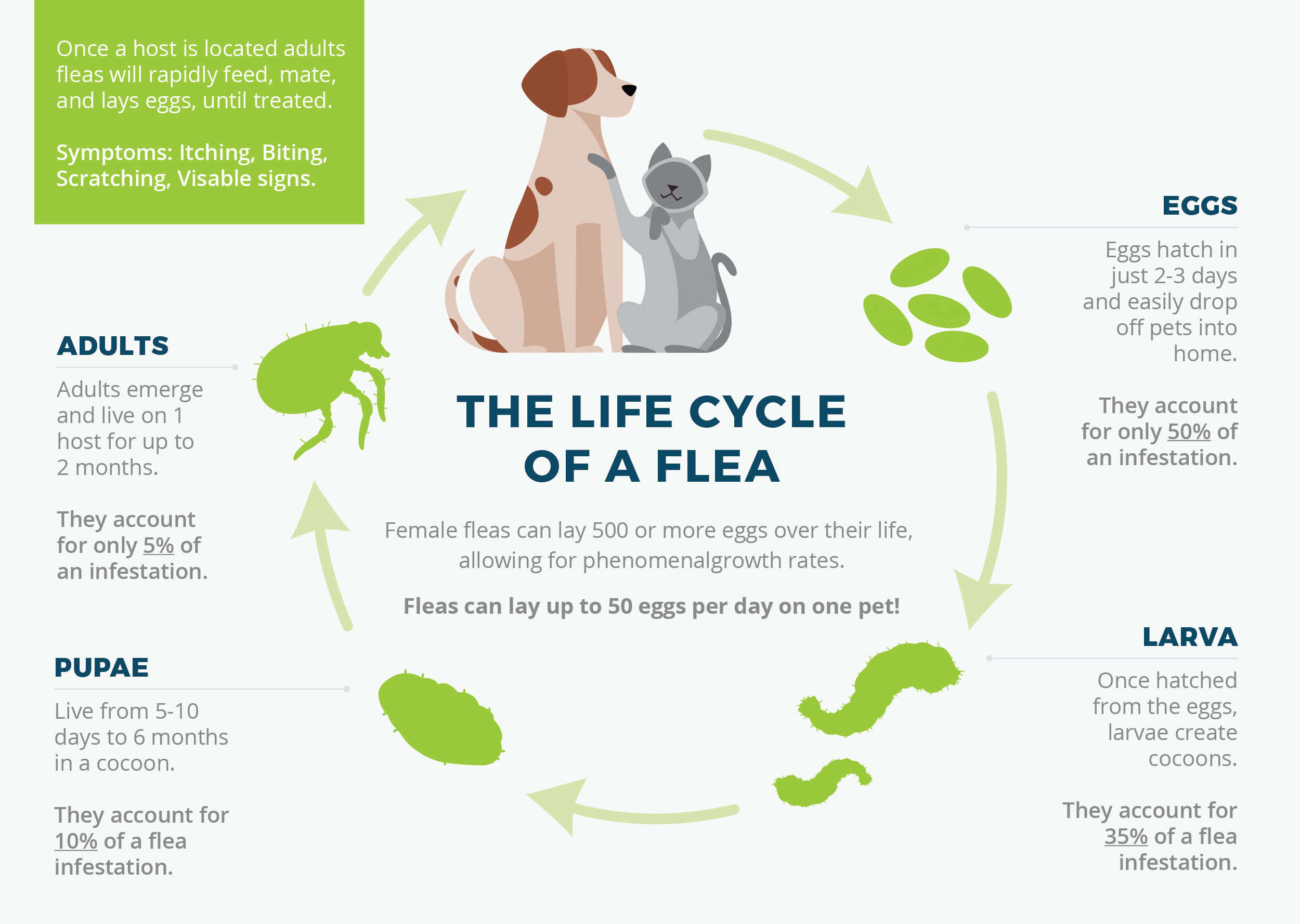 Life Cycle of a Flea