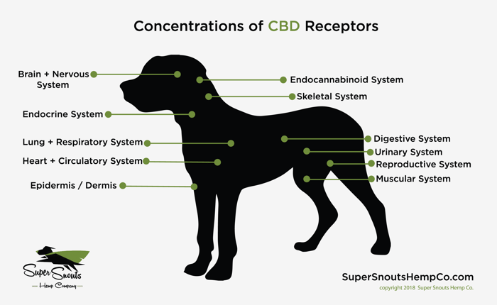 CBD Recptors in Dogs