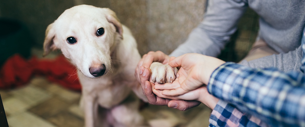5 Ways to Observe Adopt-a-Shelter-Dog Month in Your Store