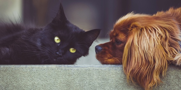 Over Half of Pets in the United States are Overweight