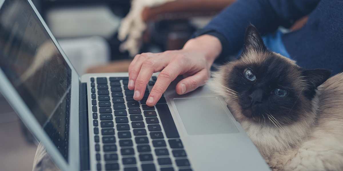 Why Email Marketing is a No-Brainer for Pet Retailers