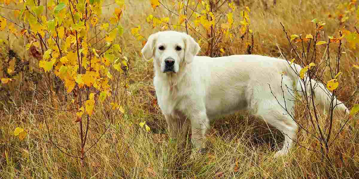 Forget What You Know, Flea Season is Every Season