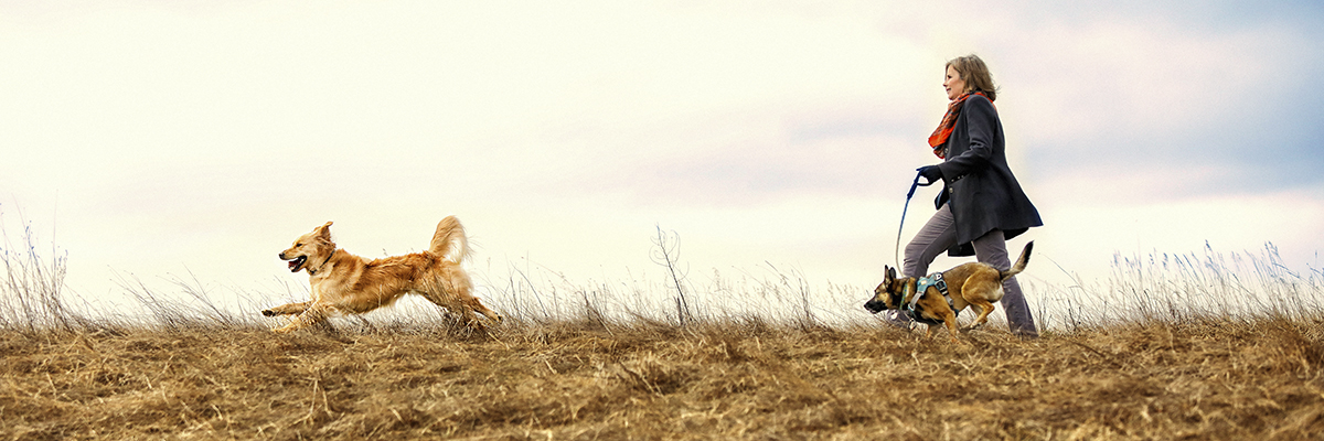 Probiotics vs Prebiotics and How They Impact A Pet's Gut Health