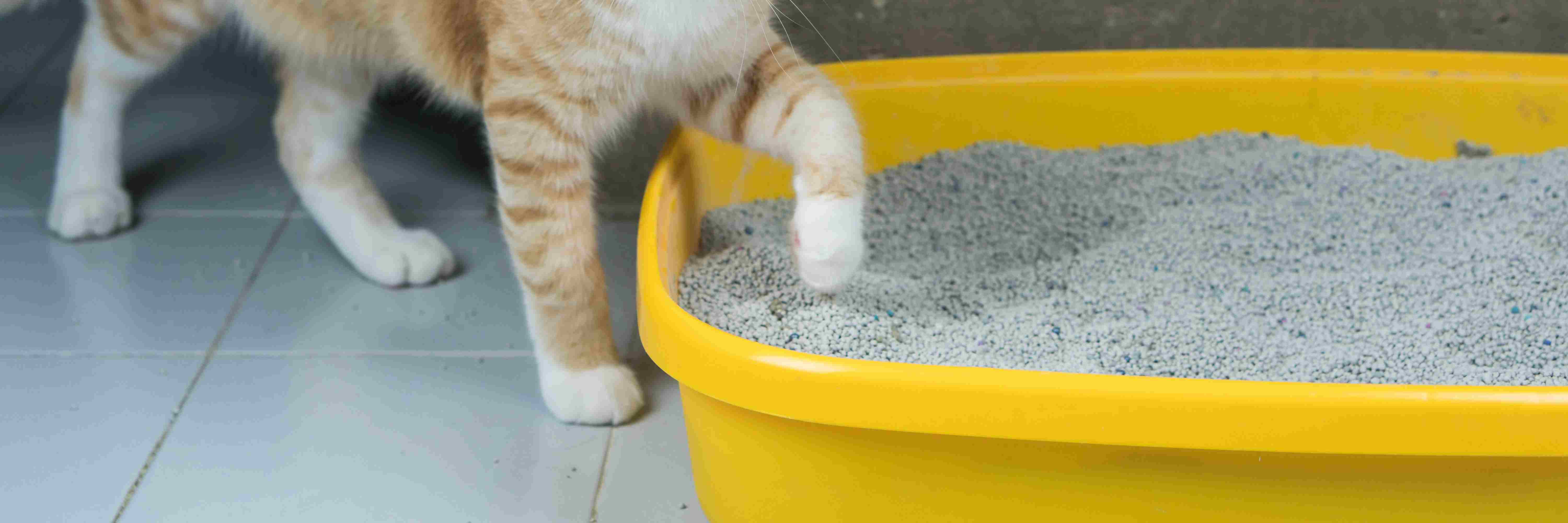 Cat Not Using Its Litter Box? Tips for Solving Litter Box Aversion