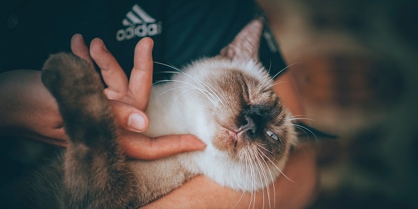 National Pet Week is May 6-14