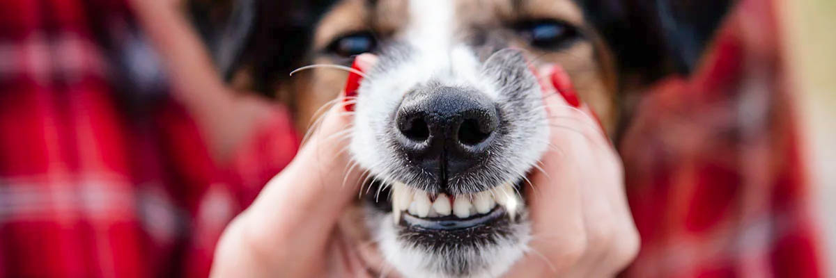 National Pet Dental Month is Your Chance to Keep Pets Smiling
