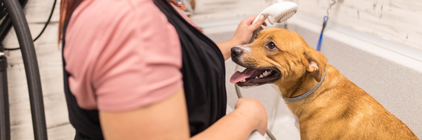 Grow Your Pet Retail Business by Offering Services