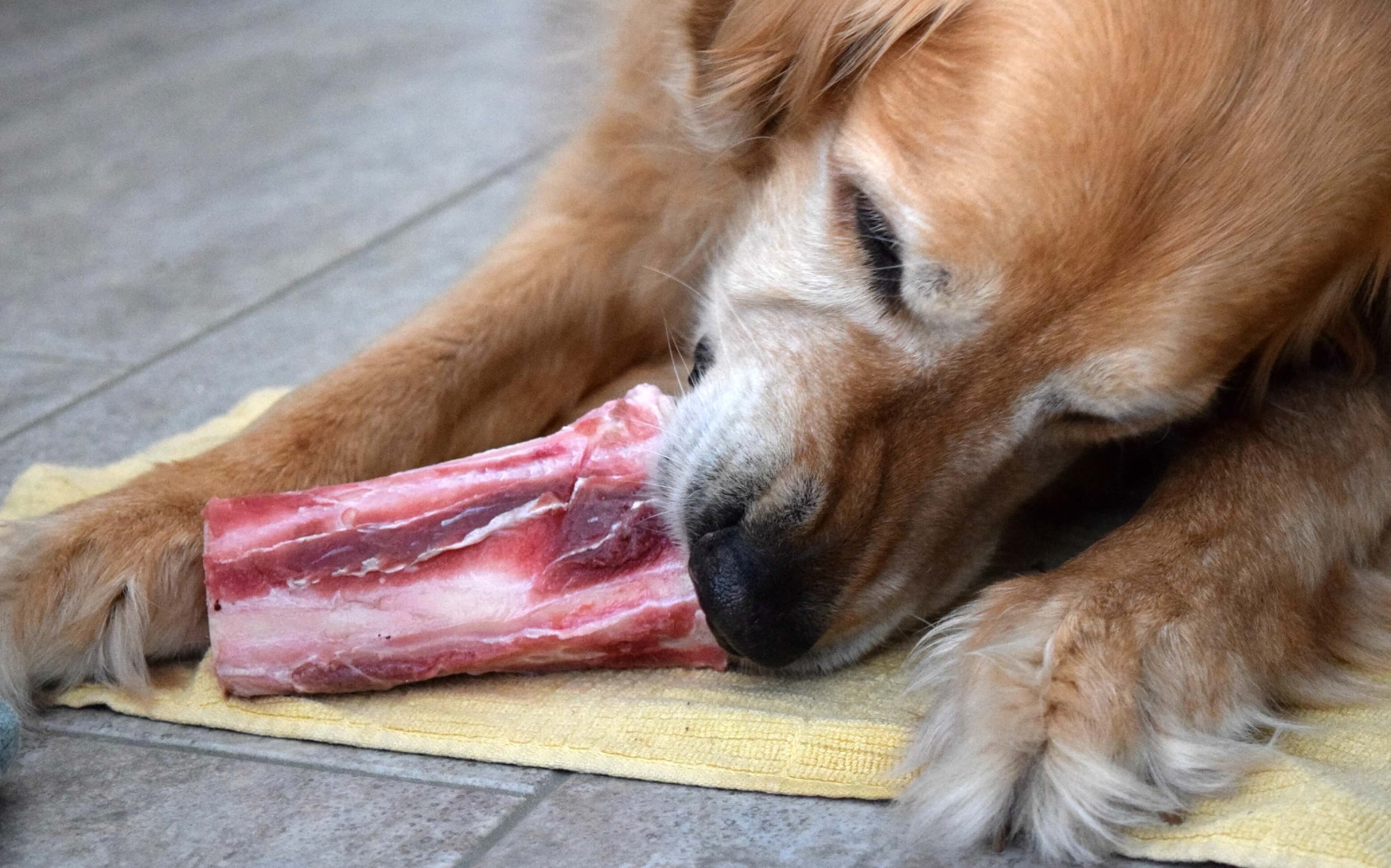 February is Pet Dental Health Month