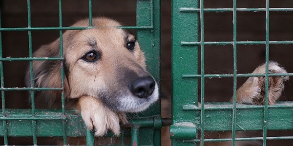 October is Adopt-a-Shelter-Dog Month!