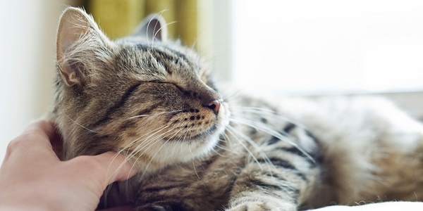 Trending: Cats and Millennials