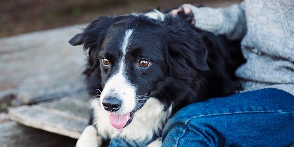 September 24-30 is National Dog Week!