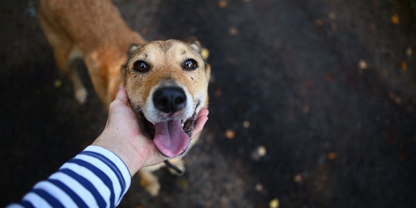 5 New Year's Resolutions for Pet Owners