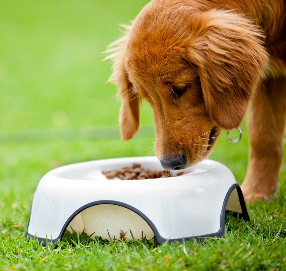 Pet Obesity on the Rise for 6th Straight Year