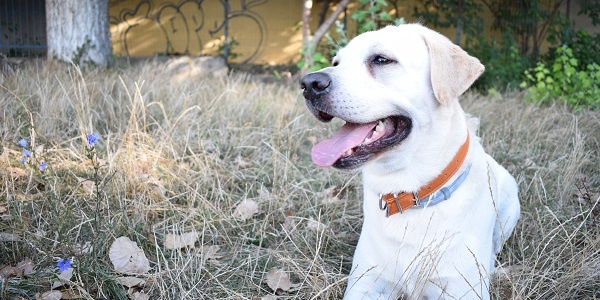 Myth Busters: Fall Fleas & Ticks