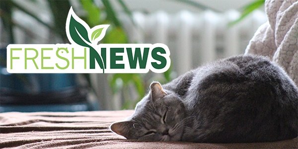 Fresh News: It's Easy Being Green