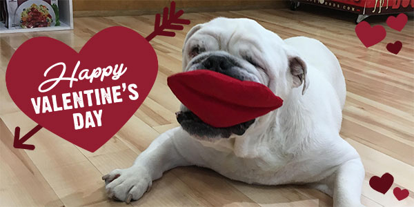 Consumers Spend Millions on Pets for Valentine's Day