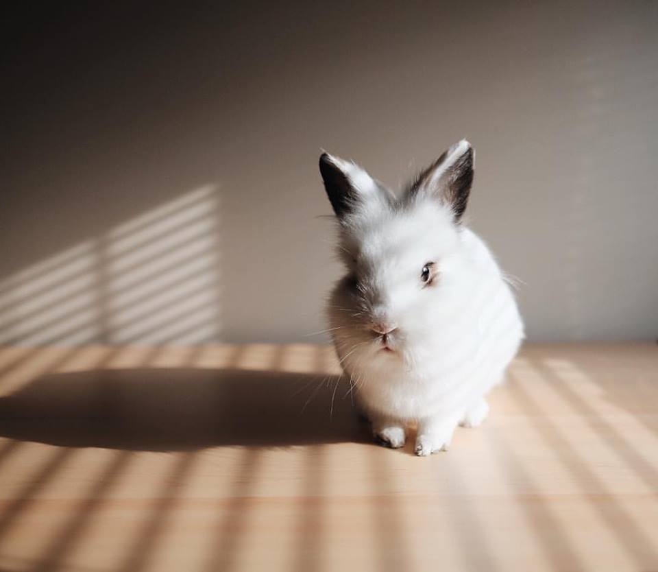 Diversify Your Services for Small Animals